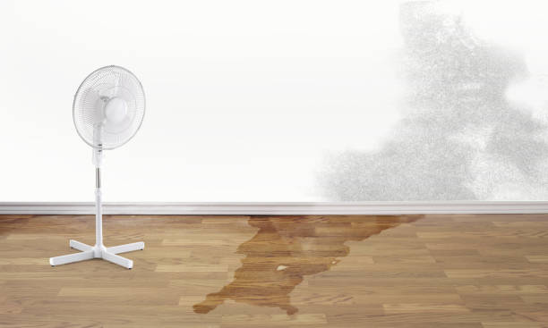 Best Carpet water damage restoration  in South Gull Lake, MI