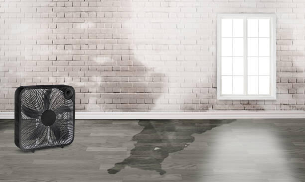 Best Water damage restoration near me  in South Gull Lake, MI